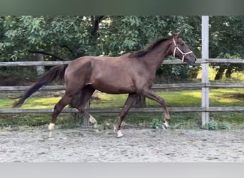 Oldenburger, Stute, 4 Jahre, 170 cm, Fuchs