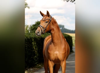 Oldenburger, Stute, 4 Jahre, 170 cm, Fuchs