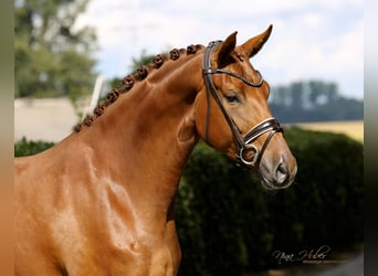 Oldenburger, Stute, 4 Jahre, 170 cm, Fuchs