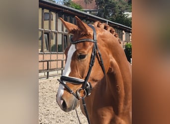 Oldenburger, Stute, 4 Jahre, 170 cm, Fuchs