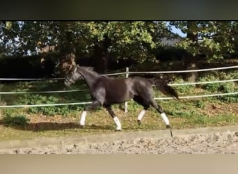 Oldenburger, Stute, 4 Jahre, 170 cm, Rappe