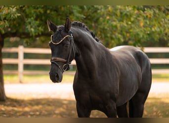 Oldenburger, Stute, 4 Jahre, 170 cm, Rappe