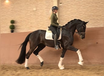 Oldenburger, Stute, 4 Jahre, 170 cm, Schwarzbrauner