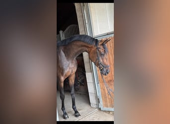 Oldenburger, Stute, 4 Jahre, 171 cm, Brauner