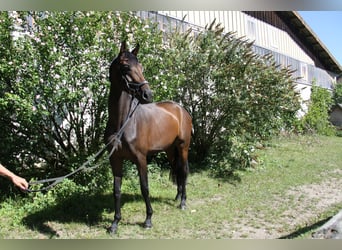 Oldenburger, Stute, 4 Jahre, 171 cm, Brauner