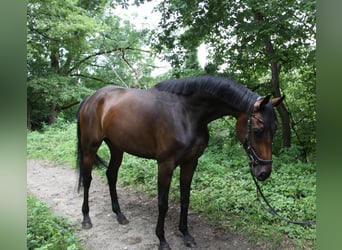 Oldenburger, Stute, 4 Jahre, 171 cm, Brauner