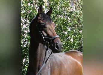 Oldenburger, Stute, 4 Jahre, 171 cm, Brauner