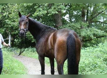 Oldenburger, Stute, 4 Jahre, 171 cm, Brauner