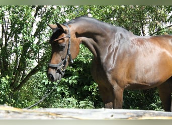 Oldenburger, Stute, 4 Jahre, 171 cm, Brauner