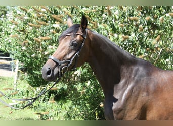 Oldenburger, Stute, 4 Jahre, 171 cm, Brauner