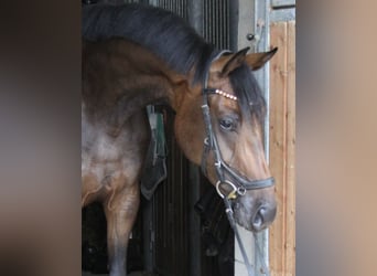 Oldenburger, Stute, 4 Jahre, 171 cm, Brauner