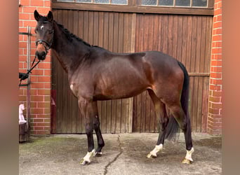 Oldenburger, Stute, 4 Jahre, 171 cm, Brauner