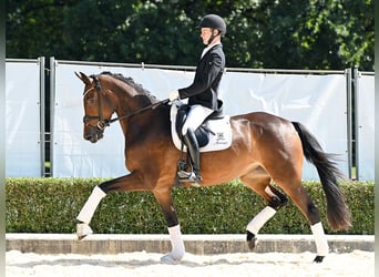 Oldenburger, Stute, 4 Jahre, 171 cm, Dunkelbrauner