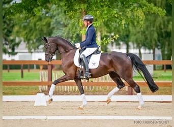 Oldenburger, Stute, 4 Jahre, 171 cm, Rappe
