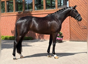 Oldenburger, Stute, 4 Jahre, 171 cm, Rappe