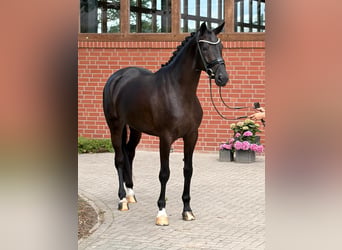 Oldenburger, Stute, 4 Jahre, 171 cm, Rappe