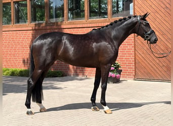 Oldenburger, Stute, 4 Jahre, 171 cm, Rappe