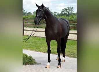 Oldenburger, Stute, 4 Jahre, 171 cm, Rappe