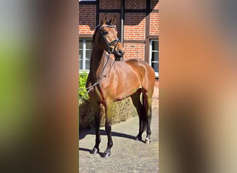 Oldenburger, Stute, 4 Jahre, 172 cm, Brauner