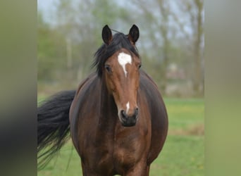 Oldenburger, Stute, 4 Jahre, 172 cm, Brauner