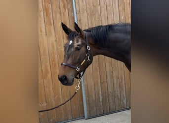Oldenburger, Stute, 4 Jahre, 172 cm, Brauner