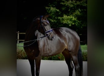Oldenburger, Stute, 4 Jahre, 172 cm, Dunkelbrauner