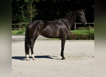 Oldenburger, Stute, 4 Jahre, 172 cm, Dunkelbrauner