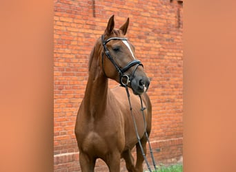 Oldenburger, Stute, 4 Jahre, 172 cm, Dunkelfuchs