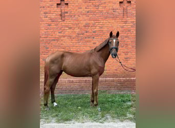 Oldenburger, Stute, 4 Jahre, 172 cm, Dunkelfuchs