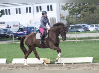 Oldenburger, Stute, 4 Jahre, 172 cm, Dunkelfuchs