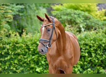 Oldenburger, Stute, 4 Jahre, 172 cm, Fuchs