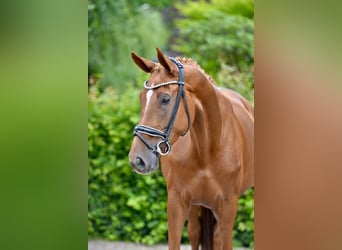 Oldenburger, Stute, 4 Jahre, 172 cm, Fuchs