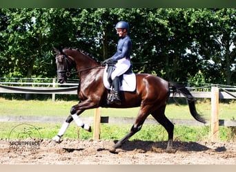 Oldenburger, Stute, 4 Jahre, 172 cm, Rappe