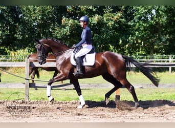 Oldenburger, Stute, 4 Jahre, 172 cm, Rappe