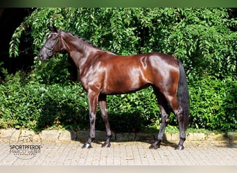 Oldenburger, Stute, 4 Jahre, 172 cm, Rappe