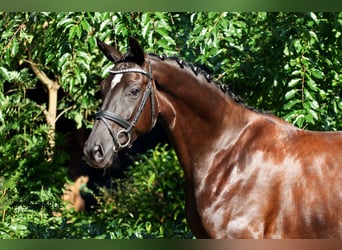 Oldenburger, Stute, 4 Jahre, 172 cm, Rappe