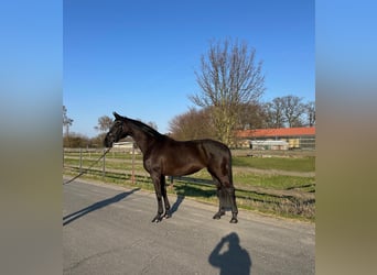 Oldenburger, Stute, 4 Jahre, 172 cm, Rappe