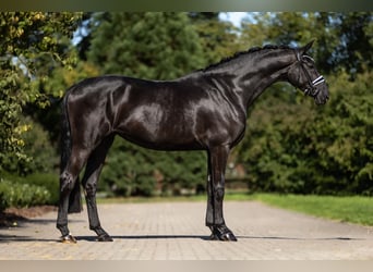 Oldenburger, Stute, 4 Jahre, 172 cm, Rappe