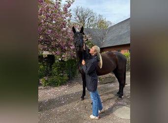 Oldenburger, Stute, 4 Jahre, 172 cm, Rappe