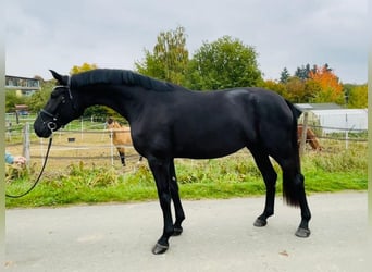 Oldenburger, Stute, 4 Jahre, 172 cm, Rappe