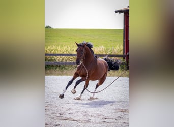 Oldenburger, Stute, 4 Jahre, 173 cm, Brauner