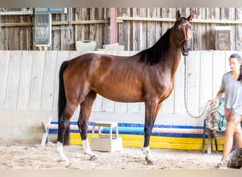 Oldenburger, Stute, 4 Jahre, 173 cm, Brauner