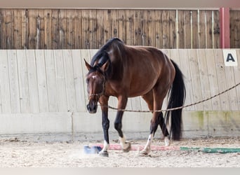 Oldenburger, Stute, 4 Jahre, 173 cm, Brauner