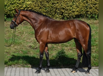 Oldenburger, Stute, 4 Jahre, 173 cm, Brauner
