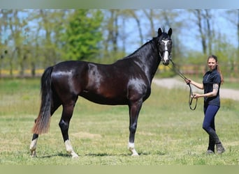 Oldenburger, Stute, 4 Jahre, 173 cm