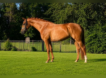 Oldenburger, Stute, 4 Jahre, 173 cm, Fuchs