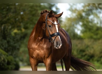 Oldenburger, Stute, 4 Jahre, 173 cm, Fuchs