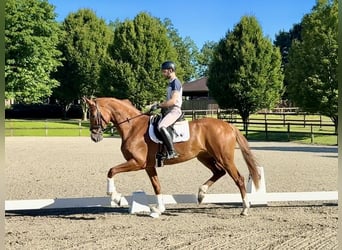 Oldenburger, Stute, 4 Jahre, 174 cm, Fuchs