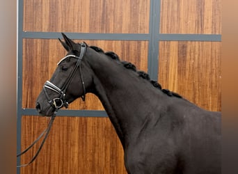 Oldenburger, Stute, 4 Jahre, 174 cm, Rappe