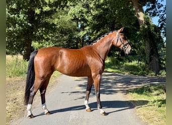 Oldenburger, Stute, 4 Jahre, 175 cm, Brauner